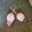 lesbianfrog