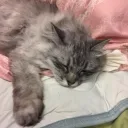 kahlua_yohkosheher