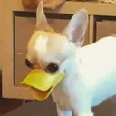wackyquacky