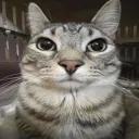 blissdevv