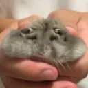 boscoassiderato avatar