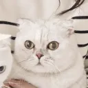 pawsengineer
