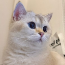 avatar Ascella˚˖𓍢ִ໋❀