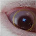 minecrak