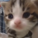 avatar ༉´٠ᆺ٠`༉FusRoNya