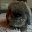 isxbear