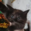 avatar Aokaizenkurai