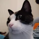 borjab