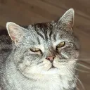 purrin_0