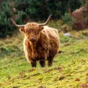 oxtrot_