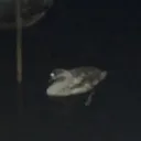 wextraa