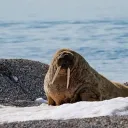 walrus6233
