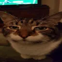 lokicat33