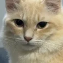 anuchet