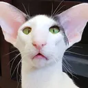 benqkappa