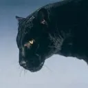 contestani