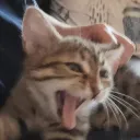 onirilia
