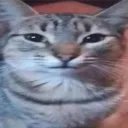 jerrissj avatar