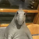 jxohann
