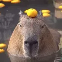 palubara