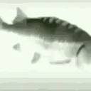 kroffie