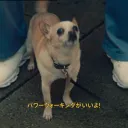 aki_5han