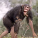 disgruntledape