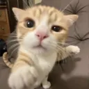 beefrix
