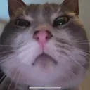 falco7