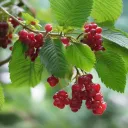thaiberry
