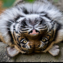 manijak#8830's avatar