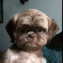 zdropeado