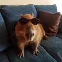 mrcapy avatar