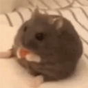 avatar Hamster