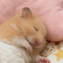 avatar Hamster