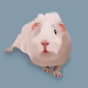 dominie
