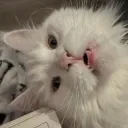 soitsbee