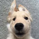 rydog2nasty