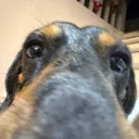 k9mercy