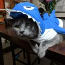 wobblycatodactyl