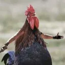 EpicPeckerStab's Avatar