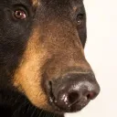bear_baer