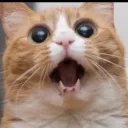 meowfart.