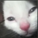 sqak