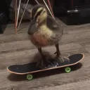 skaits