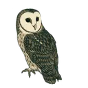 owl