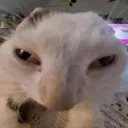 svenotta
