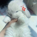 avatar ૮₍´˶• . • ⑅₎ა