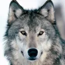 whitefang34