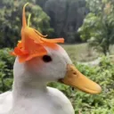 patilios